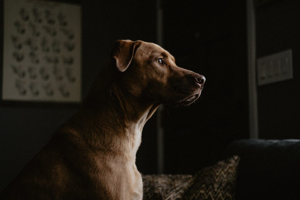 Serene Labrador Dog Profile Wallpaper for Pet Lovers