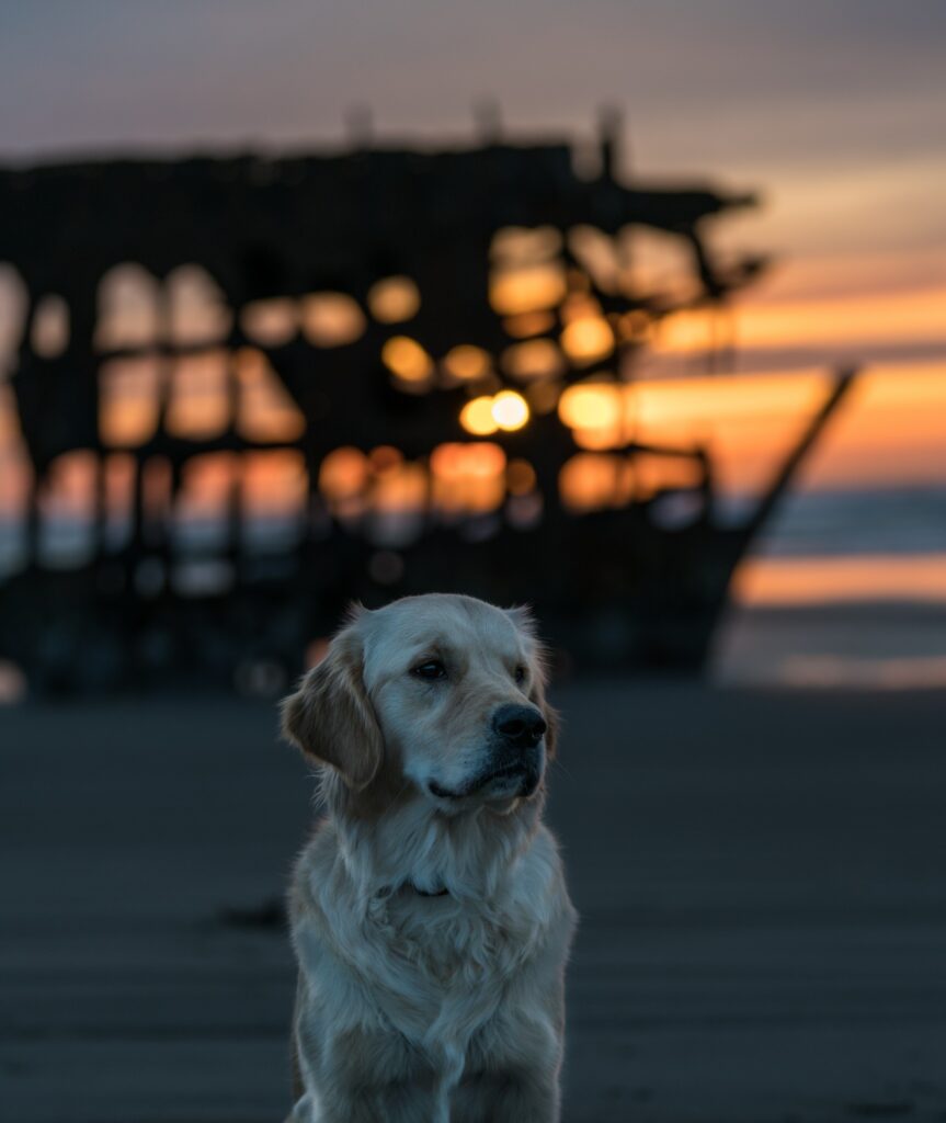 Serene Labrador Muzzle Wallpaper with Shipwreck at Sunset