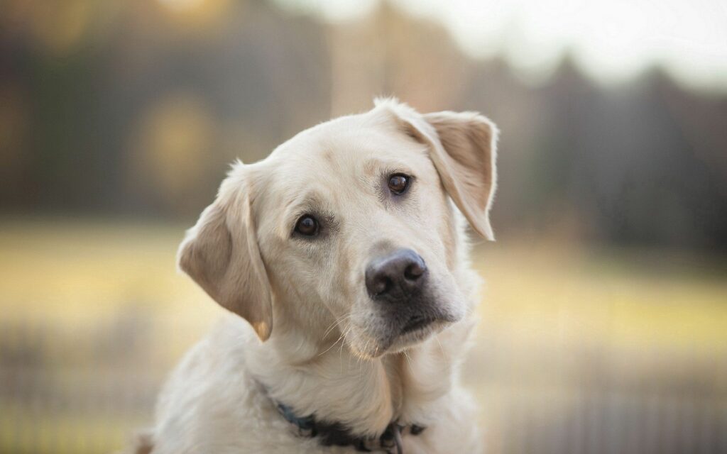 Labrador Dog with Soulful Expression: Soft-Focus Outdoor Wallpaper