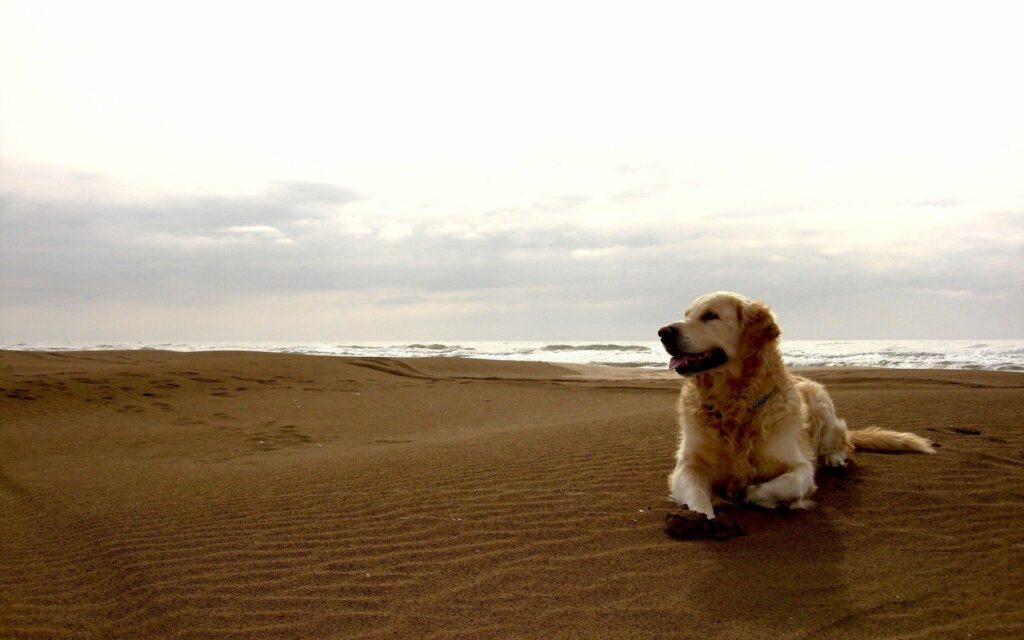 Labrador Relaxing on Beach: Waves & Cloudy Sky in the Background Wallpaper