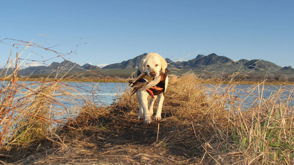 Labrador Retriever Duck Hunting Wallpaper: Scenic Nature Background