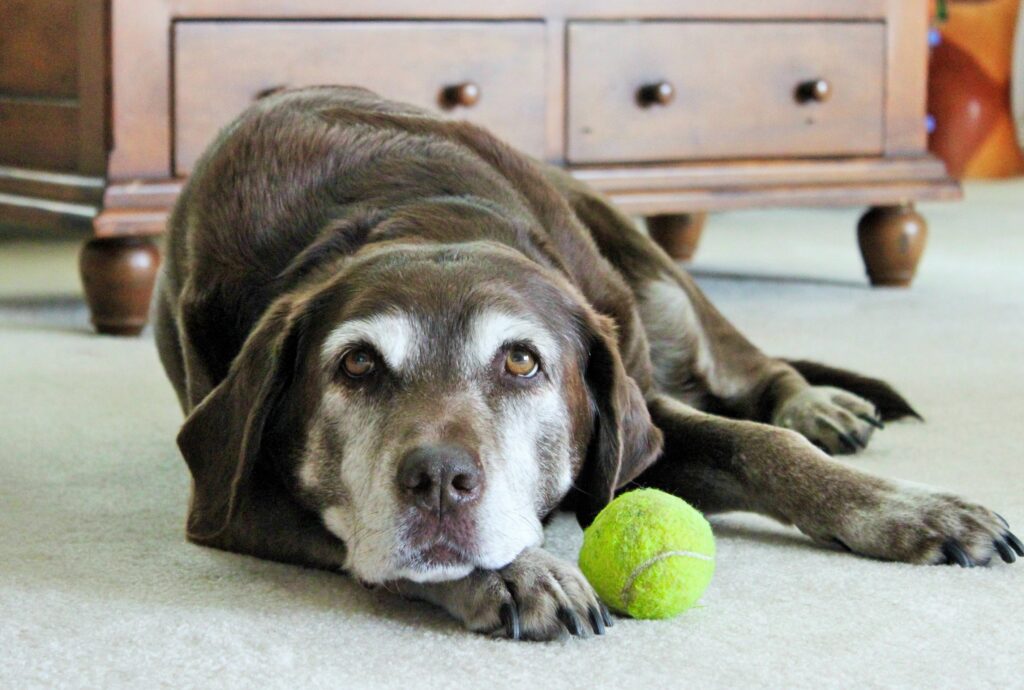 Calm Labrador Retriever on Carpet with Tennis Ball - Cozy Home Scene Wallpaper