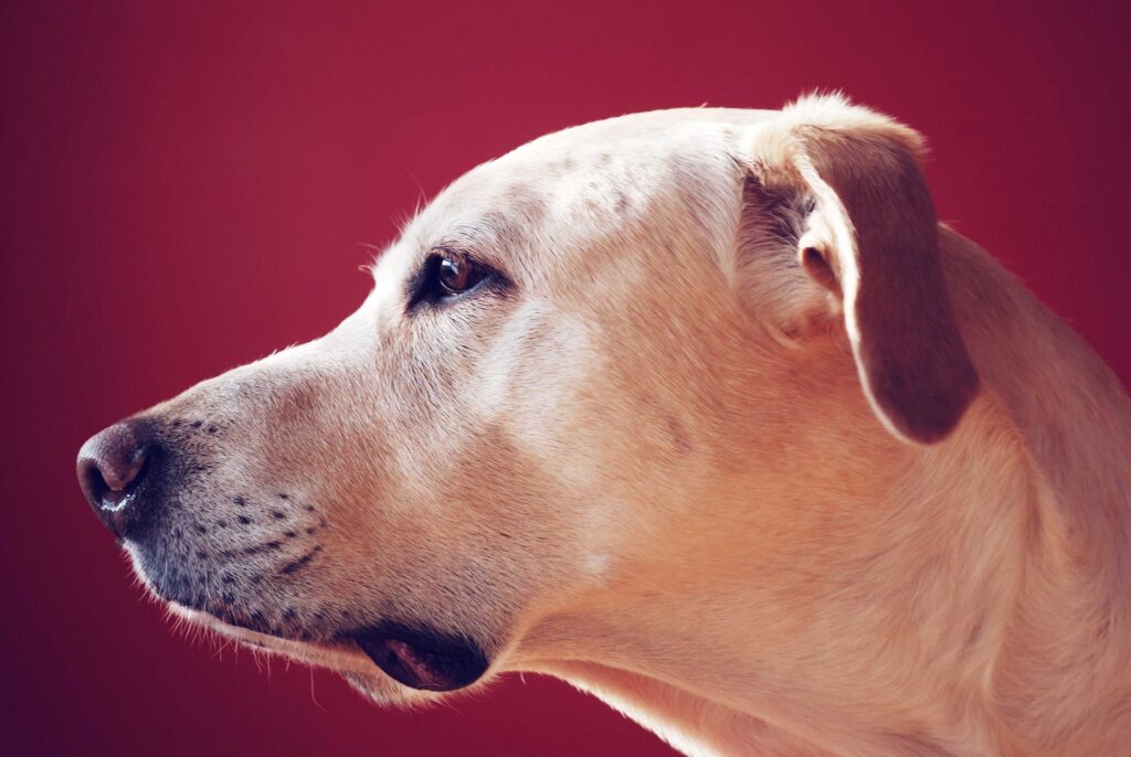 Labrador Retriever Wallpaper: Calm Profile on Rich Red Background
