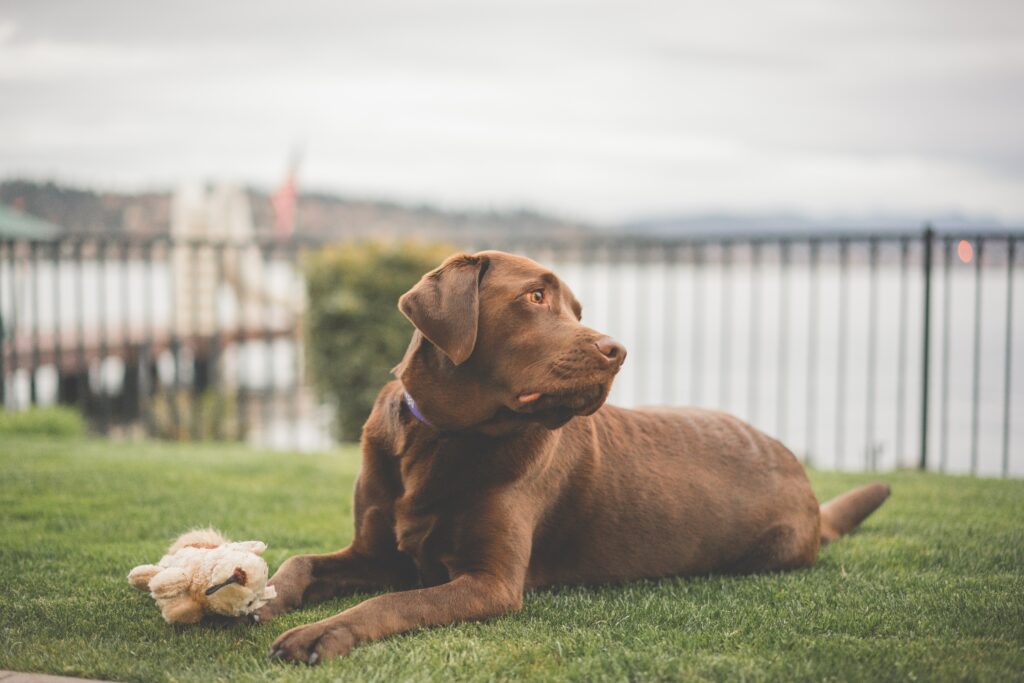 Labrador Retriever Wallpaper: Dog on Grass by Calm Water