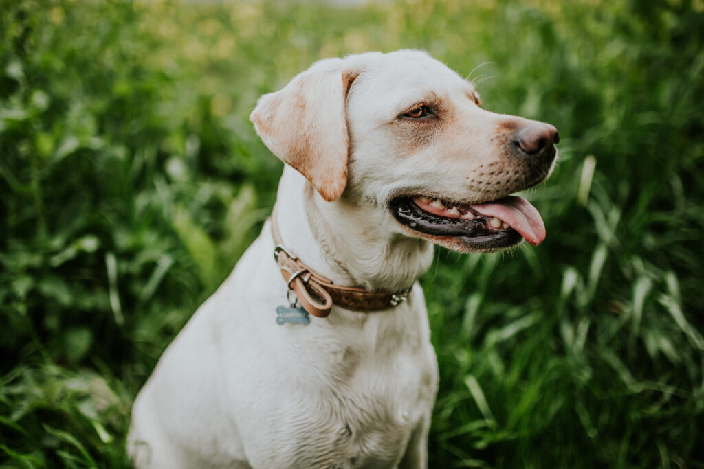Happy Labrador in Lush Greenery - Vibrant Dog Wallpaper Background
