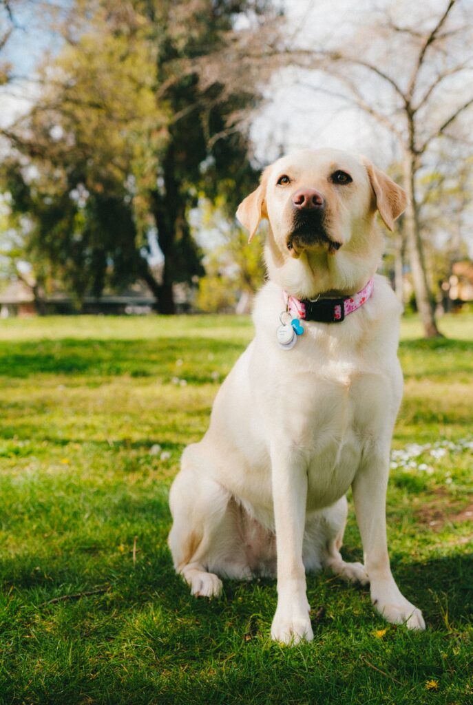 Serene Labrador Retriever on Lush Green Grass - Peaceful Outdoor Scene Wallpaper