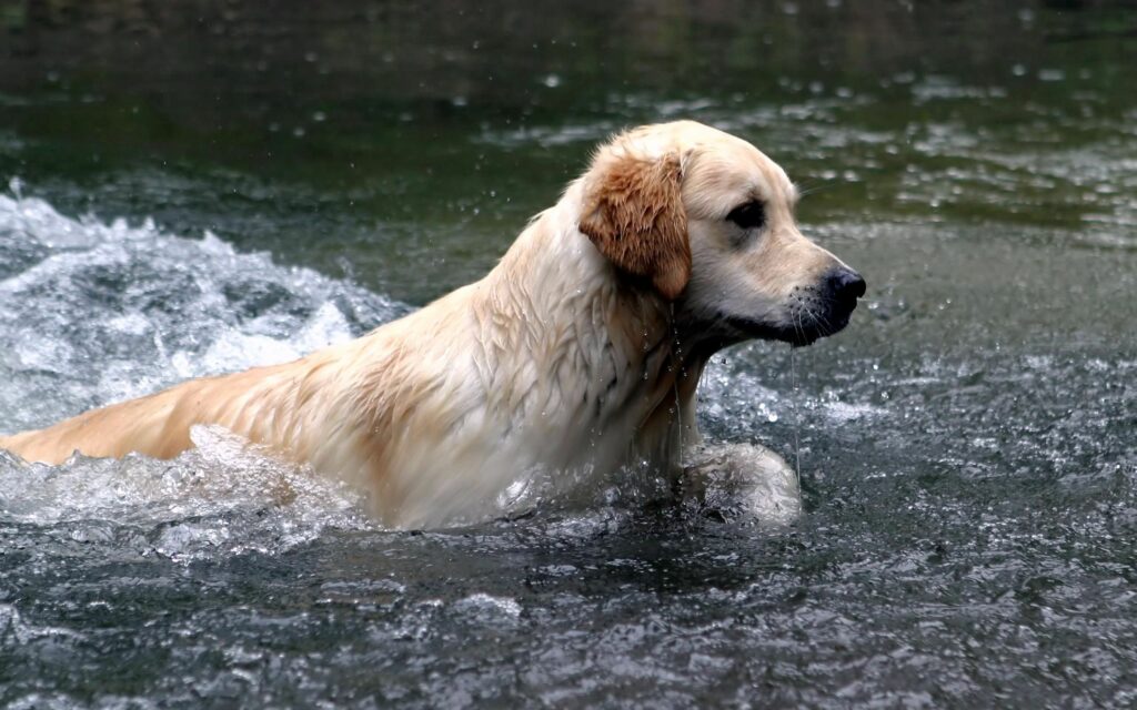 Labrador Splashing in Refreshing Water - Nature's Playful Scene Wallpaper