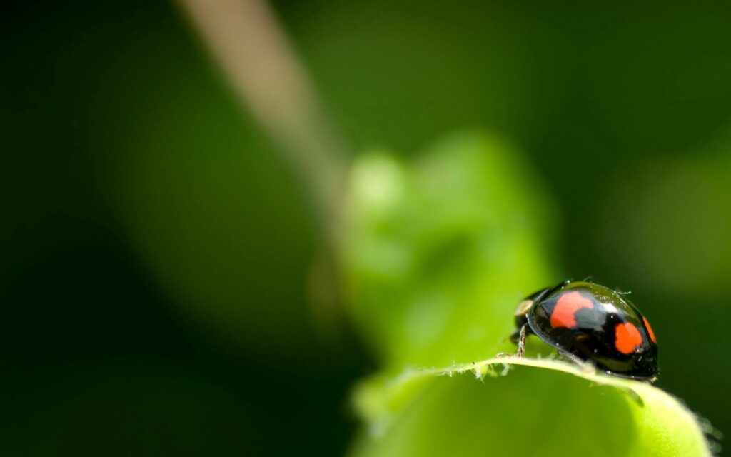 Ladybird Close-Up on Green Leaf | Vibrant Nature Wallpaper Background