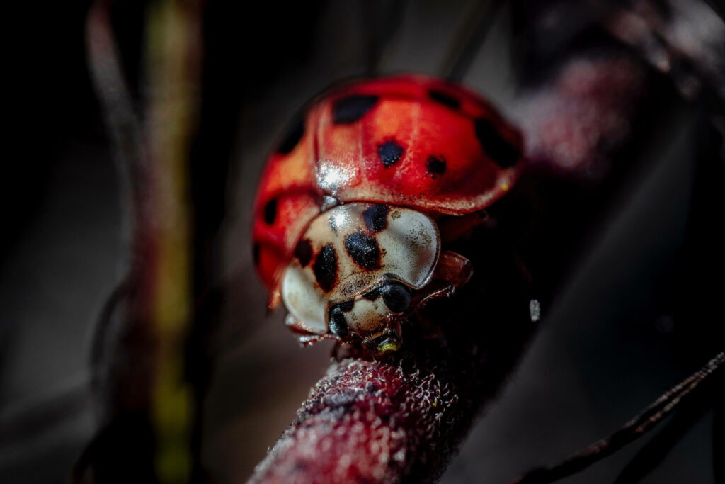 Nature's Delight: Vibrant Ladybug Beetle, A Versatile Omnivore, Graces This Striking Wallpaper