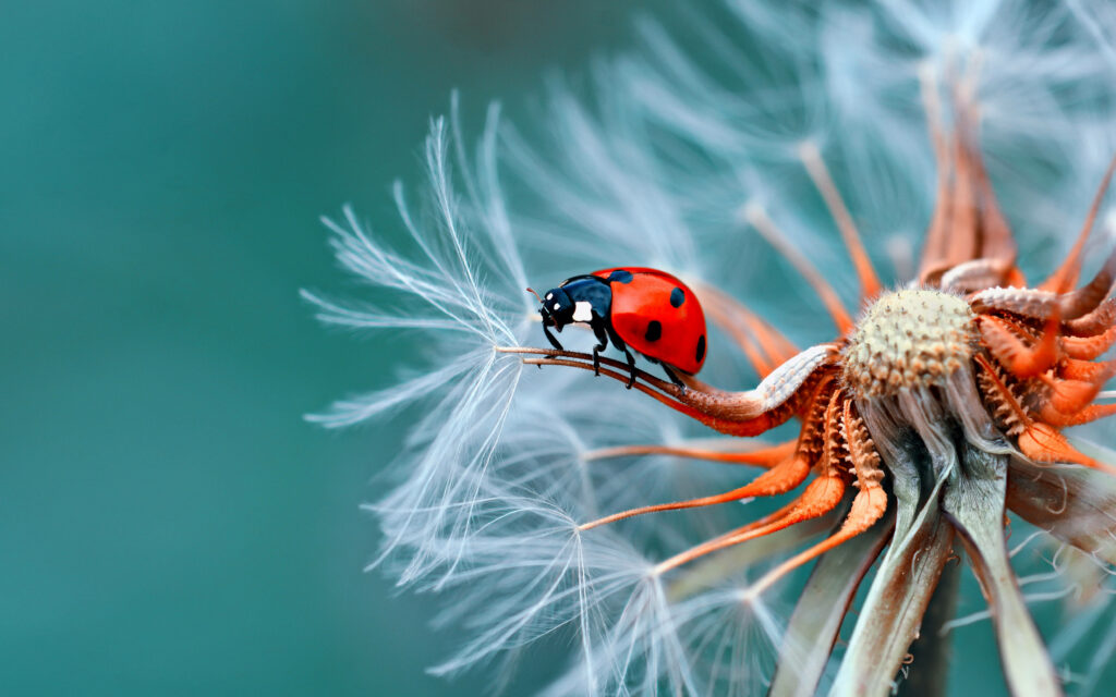 Ladybug Delight: Ultra HD Laptop Background featuring a Beautiful Flower and Tiny Visitor Wallpaper