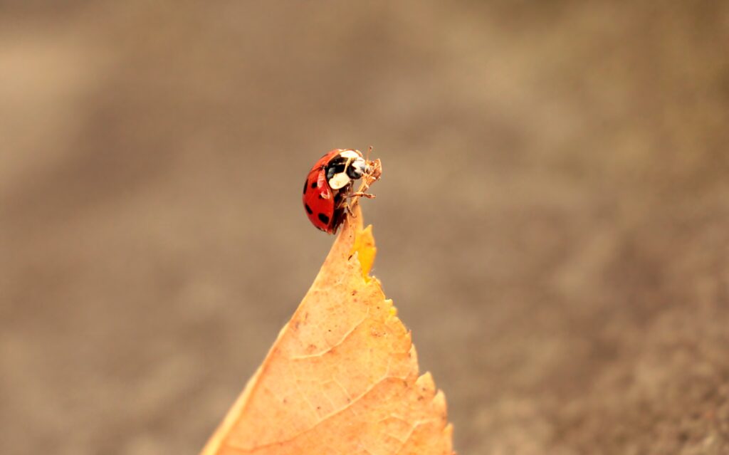Ladybug Close-Up on Autumn Leaf | Warm Earthy Tones Wallpaper