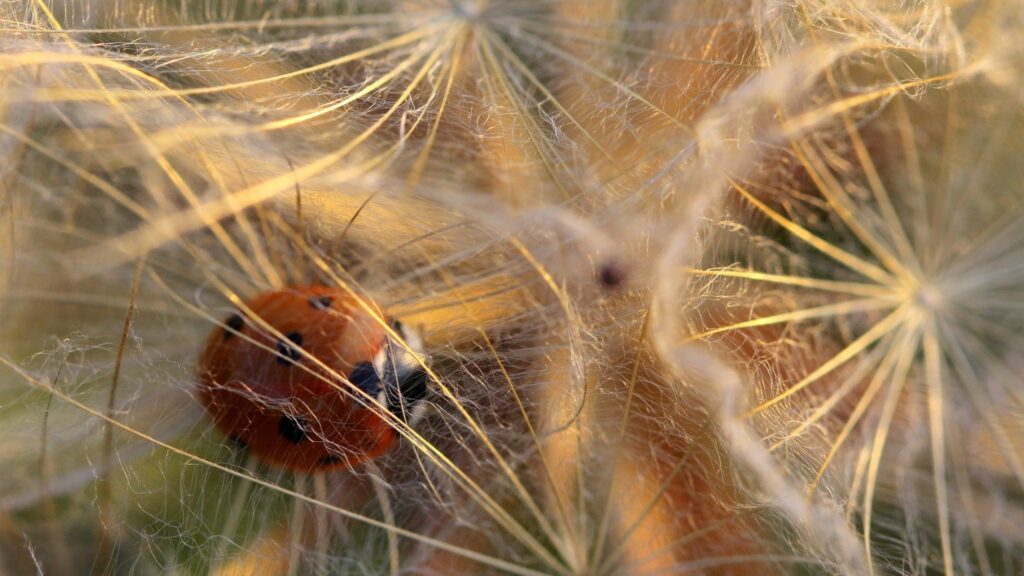 Ladybug and Dandelion Fluff: Serene Nature Wallpaper Background