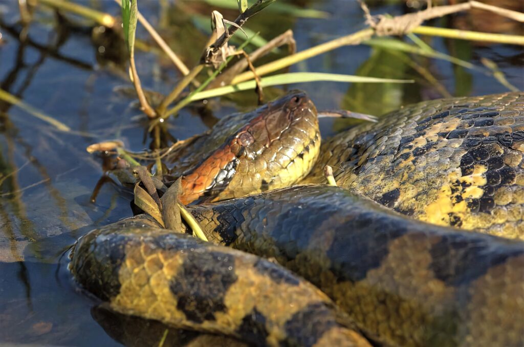 Large anaconda resting in shallow water camouflaged among reeds and lush green vegetation wallpaper