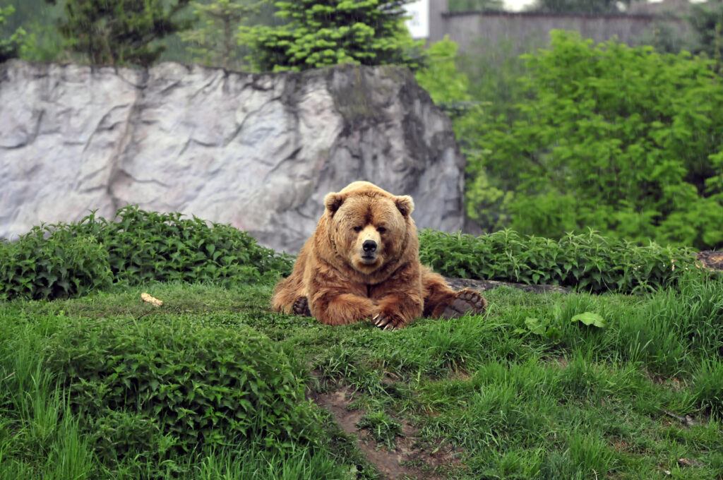 Relaxed Brown Bear Wallpaper on Grassy Patch with Rocky Backdrop