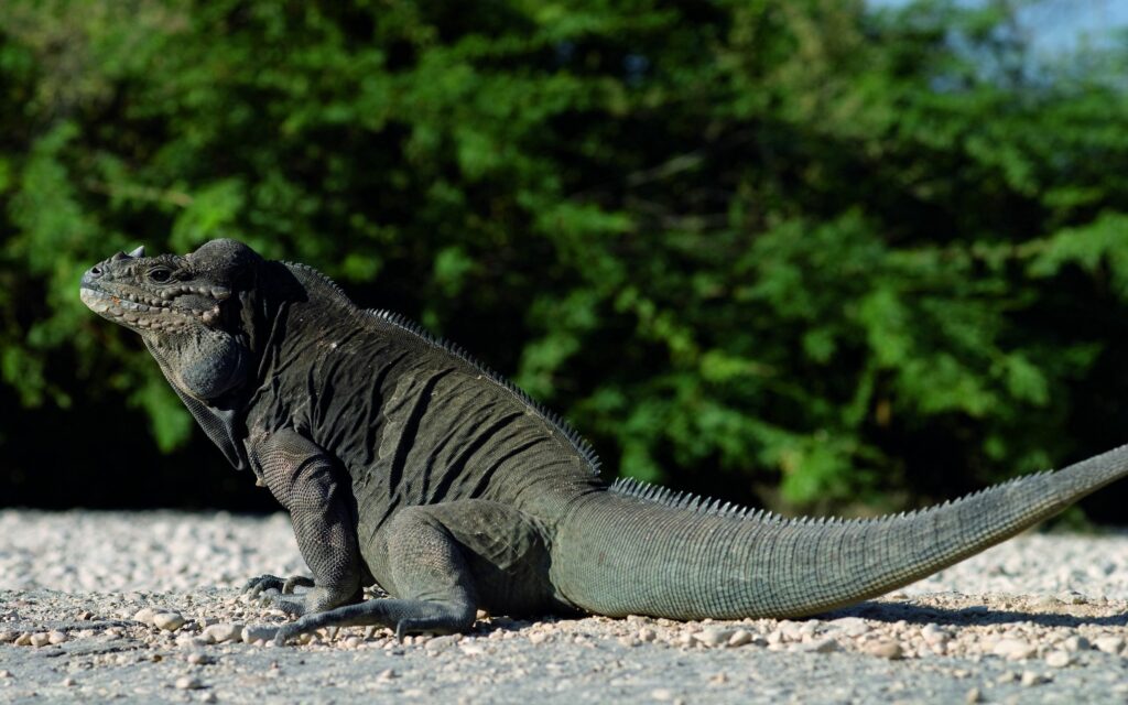 Majestic Lizard Basking in Sun Amidst Lush Greenery - Textured Skin Wallpaper