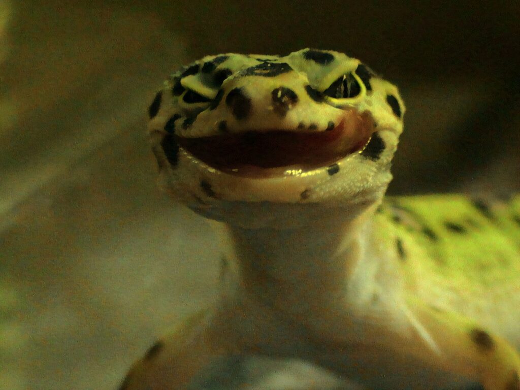 Close-up of laughing leopard gecko showing unique personality wallpaper background image