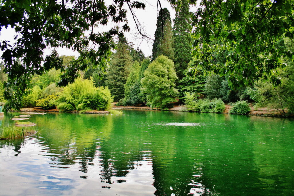 Laurelhurst Park Portland serene pond reflection lush green trees vibrant natural wallpaper background