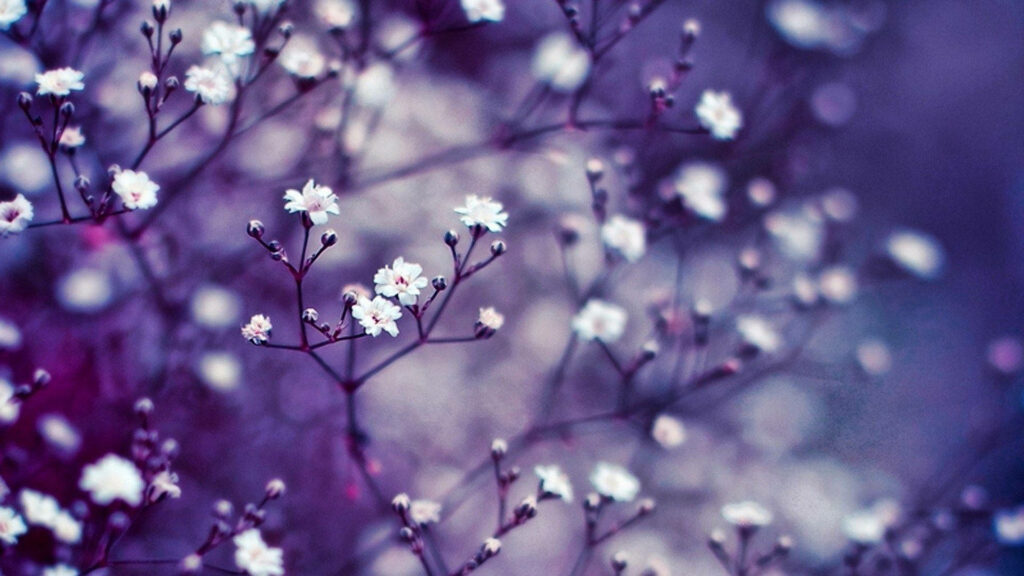 Aesthetic Delight: Captivating Lavender Blossom Wallpaper