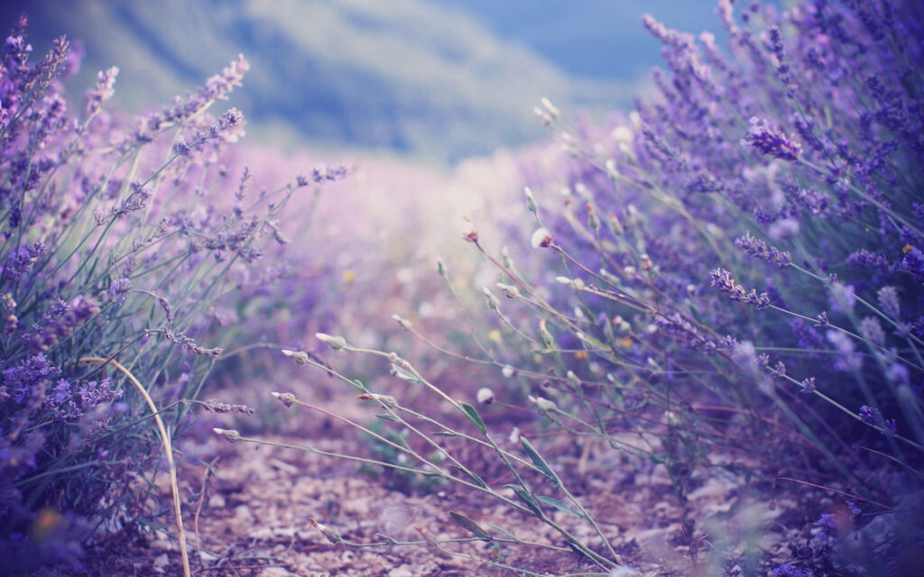 Tranquil Lavender Trail: A Serene Wallpaper for Your Background Photo