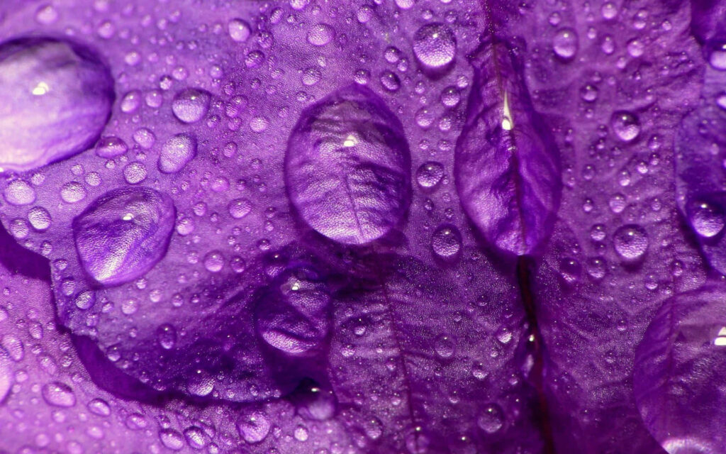 Enchanted Lavender Purple Floral Wallpaper with Water Droplets