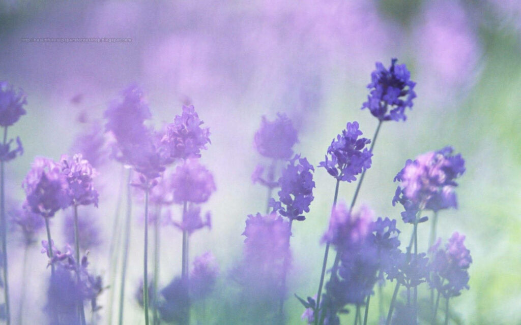 Purples in Paradise: A Serene Landscape of Lavender Fields in Soft Natural Light Wallpaper