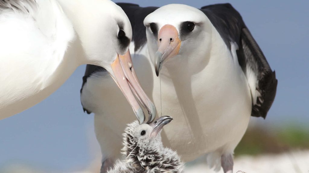 Laysan Albatross family feeding chick bright nature wildlife high-resolution wallpaper background