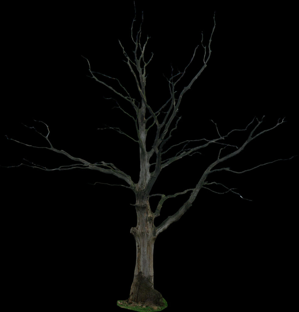 Intricate Leafless Tree Illustration on Transparent Background - Wallpaper