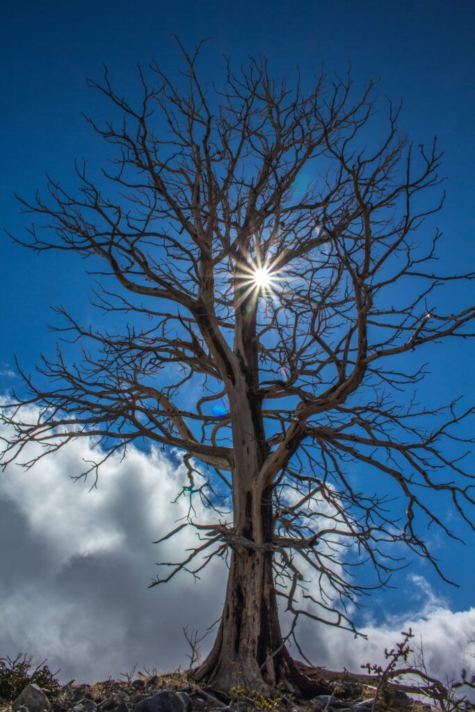 Tall leafless tree silhouette with starburst sunlight and fluffy clouds vivid blue sky wallpaper