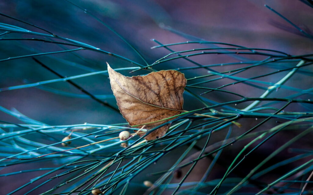 Nature's Secret: A Macro Look at Leaf Detail - HD Wallpaper