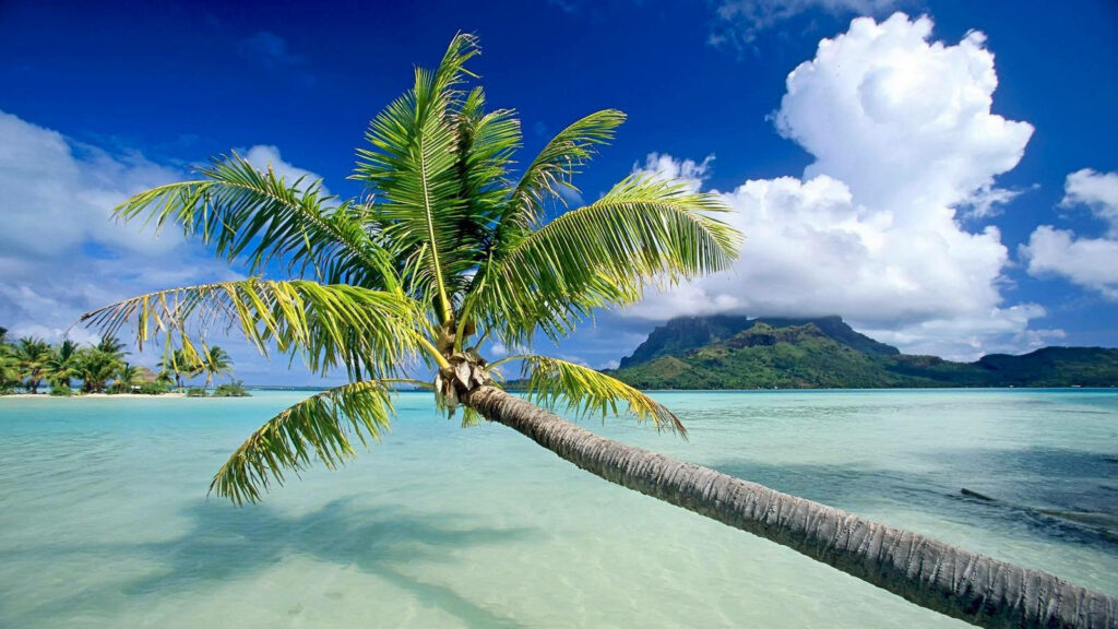 Leaning coconut tree over turquoise Fiji waters with lush green mountains and blue sky background Wallpaper