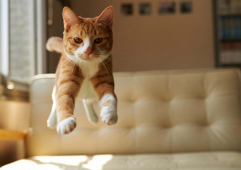 Orange and white tabby cat mid-jump toward camera in front of cream tufted couch wallpaper background