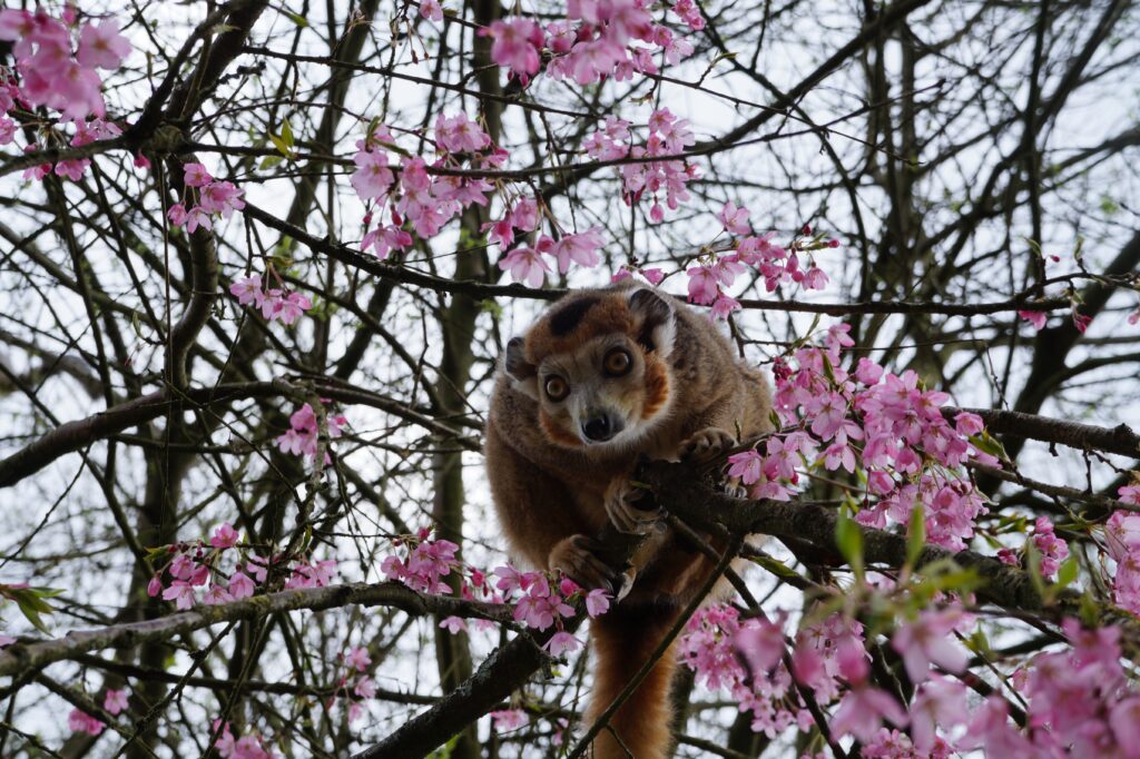 Lemur Amidst Pink Blossoms: Vibrant Zoo Background Wallpaper