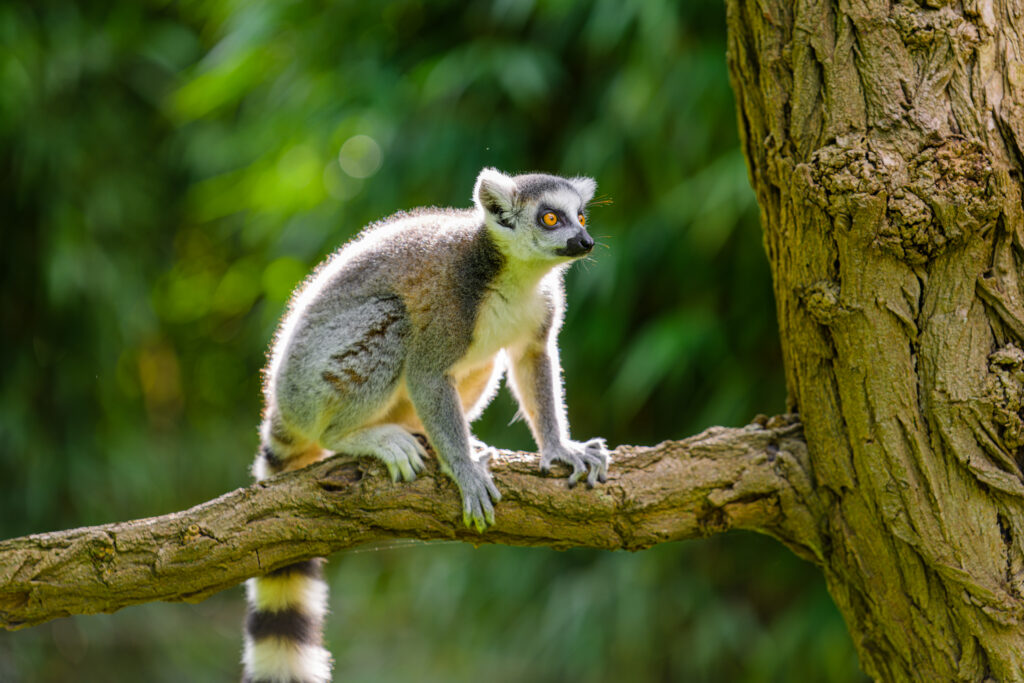 Lemur on Tree Branch: Stunning High-Resolution Nature Wallpaper