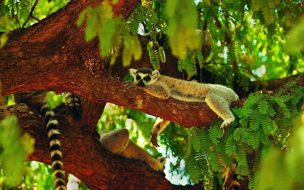 Lemur Sleeping on Tree Branch - Serene Nature Wallpaper Background