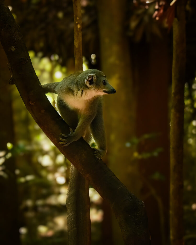 Lemur on Tree Branch in Blurred Forest Background - Wildlife Wallpaper