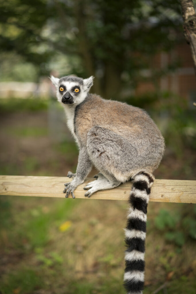 Lemur on Log: Stunning Wildlife Wallpaper with Lush Green Background