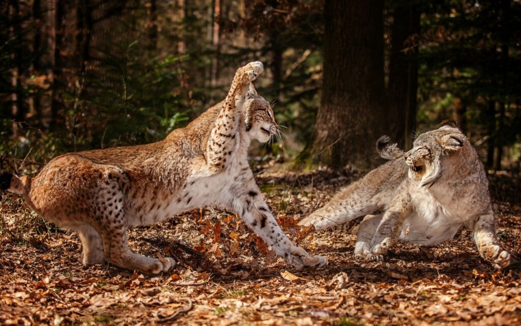 Fierce Leopard Battle in Forest: Dynamic Wallpaper with Fallen Leaves