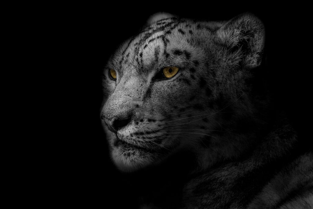 Leopard Wallpaper: Intense Gaze on Dark Background - Bold B&W Design