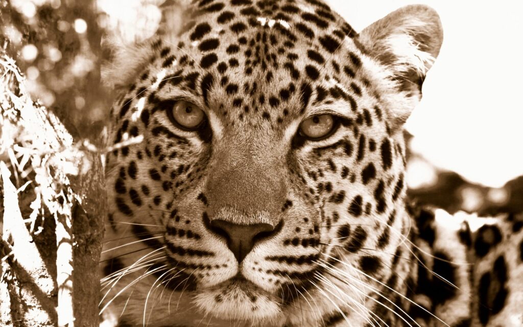 Striking Leopard Close-Up Wallpaper - Sepia Tone Elegance