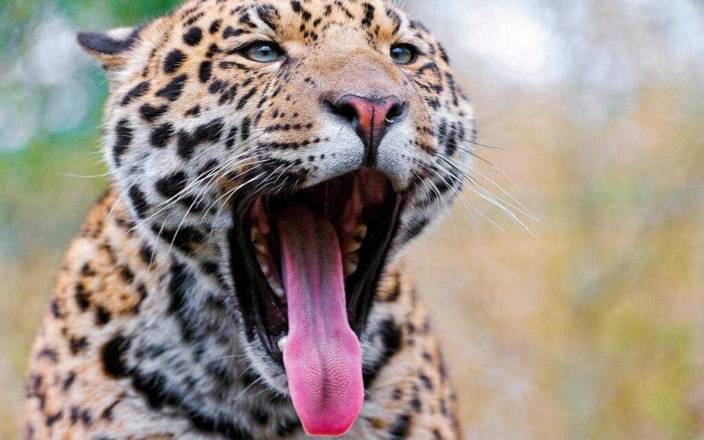 Stunning Close-Up Leopard Wallpaper: Yawning Predator Background