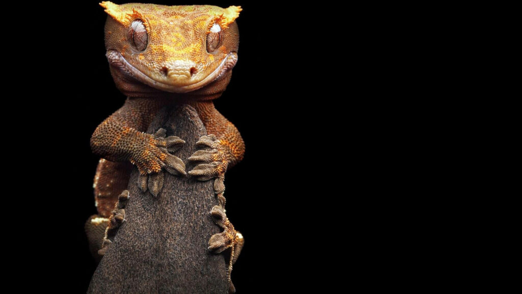 Leopard Gecko Wallpaper: Playful Expression on Black Background
