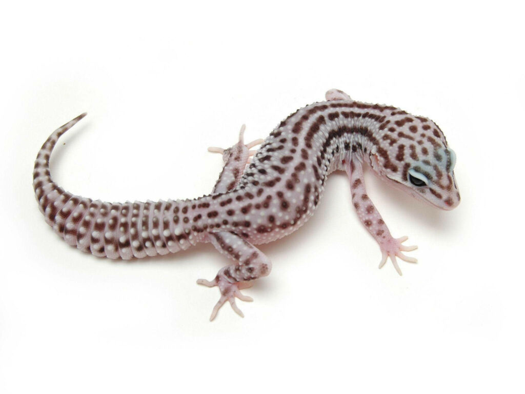 Stunning Leopard Gecko Wallpaper on White Background