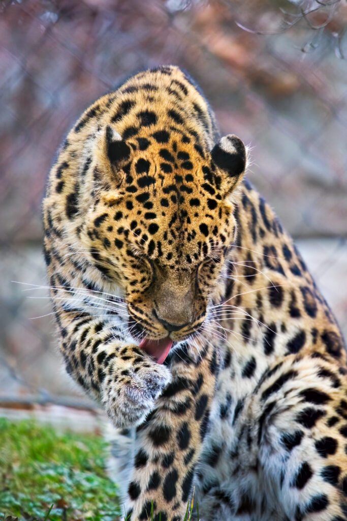 Stunning Leopard Wallpaper: Grooming Big Cat in Natural Background