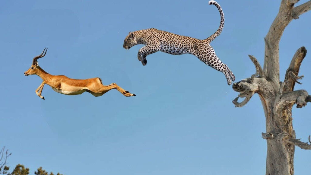 Dynamic Wildlife Wallpaper: Leopard Leaping for Antelope Action