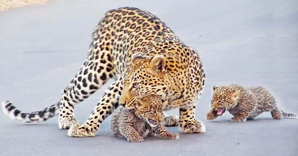 Leopard Mother and Cub Playtime: Heartwarming Wildlife Bond Wallpaper