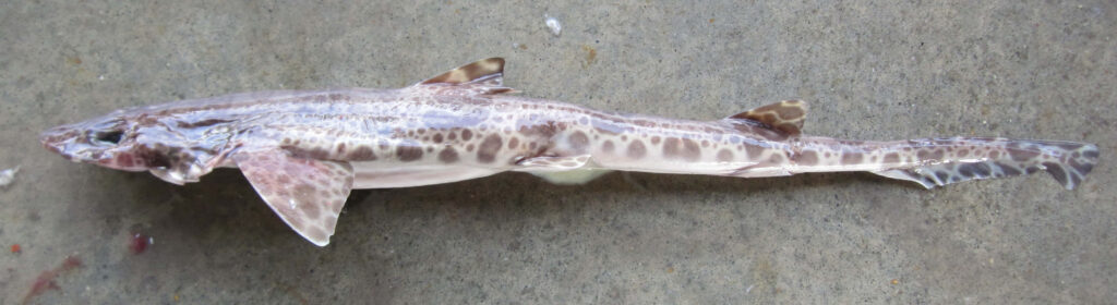 Unique cat shark with slender body and leopard spots on plain concrete background realistic view Wallpaper