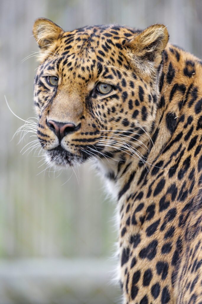 Stunning Leopard Wallpaper: Majestic Predator with Captivating Glance