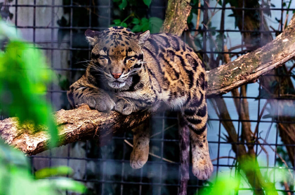 Leopard in Cage: Intricate Fur Pattern Amidst Lush Greenery Wallpaper