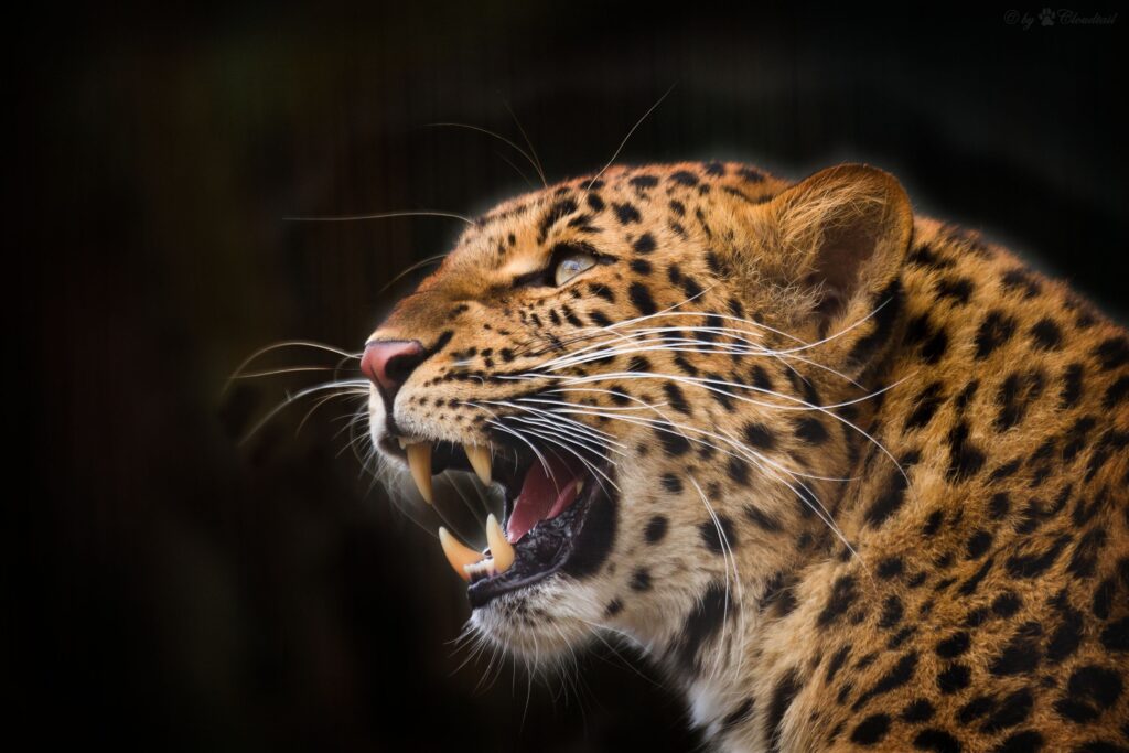 Vivid Leopard Wallpaper: Fierce Predator on Black Background