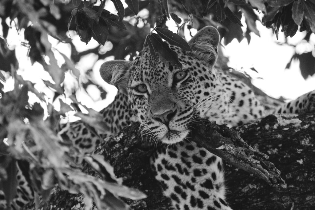 Leopard in Tree: Striking Black and White Nature Wallpaper